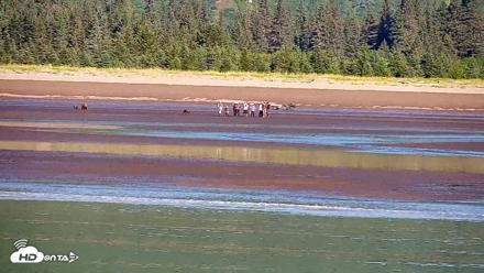 Cook Inlet Alaska Bear Viewing Live Cam - Jul 31, 2026, 10:13am AKDT