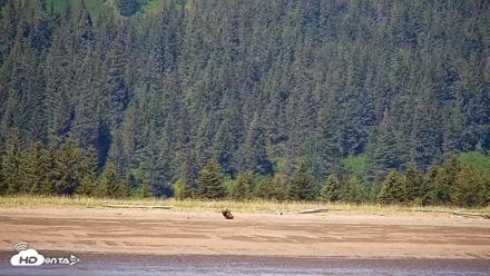 Cook Inlet Alaska Bear Viewing Live Cam - Jun 18, 2026, 1:16pm AKDT