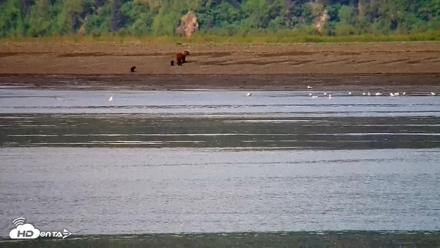 Cook Inlet Alaska Bear Viewing Live Cam - Jun 12, 2026, 11:23am AKDT