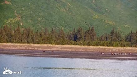 Cook Inlet Alaska Bear Viewing Live Cam - Jun 18, 2026, 10:41am AKDT