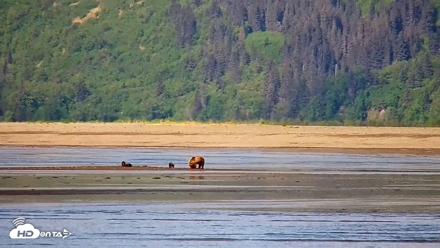 Cook Inlet Alaska Bear Viewing Live Cam - Jun 12, 2026, 11:02am AKDT