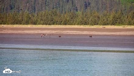 Cook Inlet Alaska Bear Viewing Live Cam - Jun 18, 2026, 11:23am AKDT