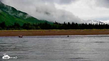 Cook Inlet Alaska Bear Viewing Live Cam - Jun 24, 2026, 8:42am AKDT