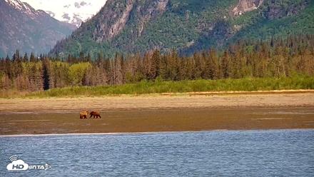 Cook Inlet Alaska Bear Viewing Live Cam - Jun 12, 2026, 10:58am AKDT