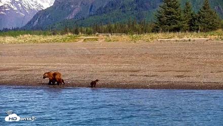 Cook Inlet Alaska Bear Viewing Live Cam - Jun 8, 2026, 10:06am AKDT