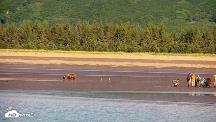 Cook Inlet Alaska Bear Viewing Live Cam - Jul 30, 2026, 10:01am AKDT
