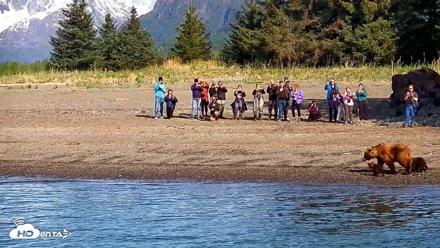 Cook Inlet Alaska Bear Viewing Live Cam - Jun 8, 2026, 10:05am AKDT
