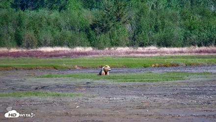 Cook Inlet Alaska Bear Viewing Live Cam - Jun 10, 2026, 10:25am AKDT