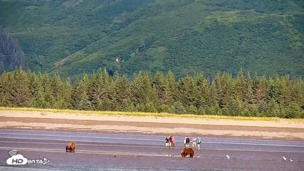 Cook Inlet Alaska Bear Viewing Live Cam - Jul 30, 2026, 10:06am AKDT