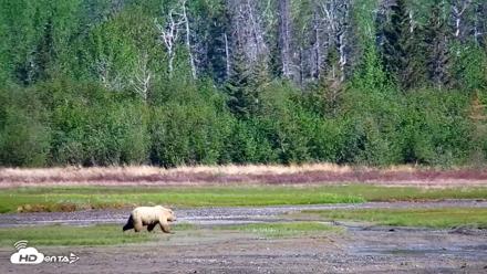 Cook Inlet Alaska Bear Viewing Live Cam - Jun 10, 2026, 10:33am AKDT