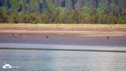 Cook Inlet Alaska Bear Viewing Live Cam - Jun 18, 2026, 11:25am AKDT