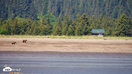 Cook Inlet Alaska Bear Viewing Live Cam - Jun 18, 2026, 1:10pm AKDT