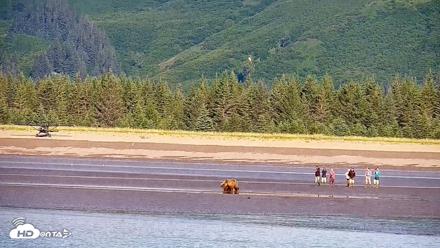 Cook Inlet Alaska Bear Viewing Live Cam - Jul 30, 2026, 10:05am AKDT