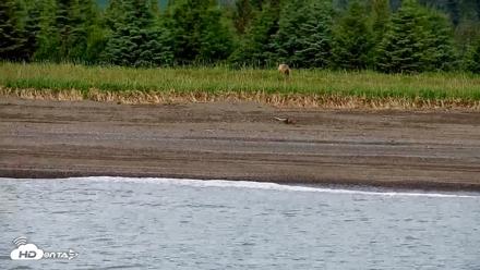 Cook Inlet Alaska Bear Viewing Live Cam - Jul 9, 2026, 12:07pm AKDT