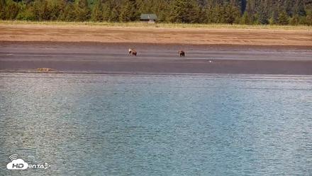 Cook Inlet Alaska Bear Viewing Live Cam - Jun 18, 2026, 1:07pm AKDT