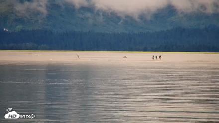 Cook Inlet Alaska Bear Viewing Live Cam - Aug 21, 2026, 10:55am AKDT