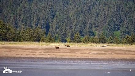 Cook Inlet Alaska Bear Viewing Live Cam - Jun 18, 2026, 1:17pm AKDT