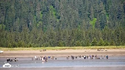 Cook Inlet Alaska Bear Viewing Live Cam - Jul 1, 2026, 11:34am AKDT