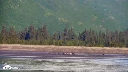 Cook Inlet Alaska Bear Viewing Live Cam - Jun 18, 2026, 10:38am AKDT