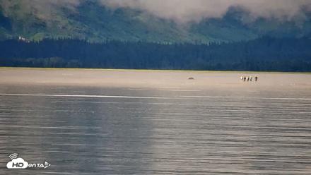 Cook Inlet Alaska Bear Viewing Live Cam - Aug 21, 2026, 10:53am AKDT