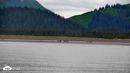 Cook Inlet Alaska Bear Viewing Live Cam - Jun 21, 2026, 2:38pm AKDT