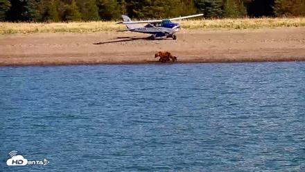 Cook Inlet Alaska Bear Viewing Live Cam - Jun 8, 2026, 9:56am AKDT