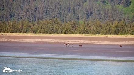 Cook Inlet Alaska Bear Viewing Live Cam - Jun 18, 2026, 11:22am AKDT