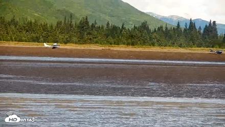 Cook Inlet Alaska Bear Viewing Live Cam - Aug 14, 2026, 11:53am AKDT