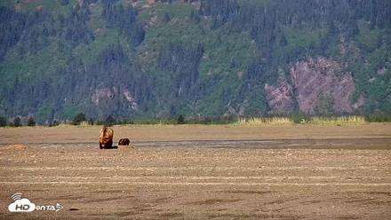 Cook Inlet Alaska Bear Viewing Live Cam - Jun 8, 2026, 10:23am AKDT