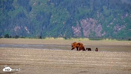 Cook Inlet Alaska Bear Viewing Live Cam - Jun 8, 2026, 10:22am AKDT