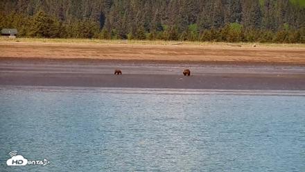 Cook Inlet Alaska Bear Viewing Live Cam - Jun 18, 2026, 1:06pm AKDT