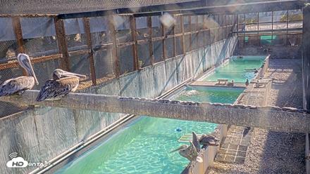 Pelican Aviary Rehabilitation Live Cam - Oct 16, 2026, 8:56am PDT