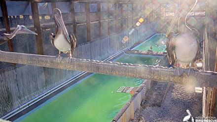 Pelican Aviary Rehabilitation Live Cam - Oct 16, 2025, 8:04am PDT