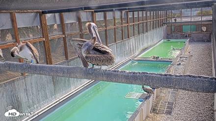 Pelican Aviary Rehabilitation Live Cam - Oct 1, 2026, 9:41am PDT