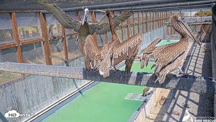 Pelican Aviary Rehabilitation Live Cam - May 5, 2026, 2:54pm PDT