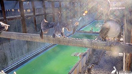 Pelican Aviary Rehabilitation Live Cam - Oct 16, 2025, 8:06am PDT
