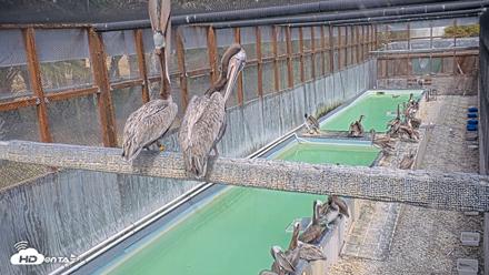 Pelican Aviary Rehabilitation Live Cam - Jul 12, 2026, 3:23pm PDT