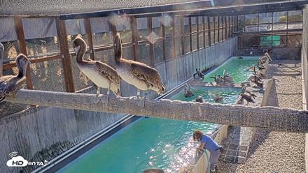Pelican Aviary Rehabilitation Live Cam - Aug 8, 2026, 8:44am PDT