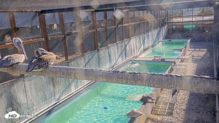 Pelican Aviary Rehabilitation Live Cam - Oct 16, 2026, 8:55am PDT