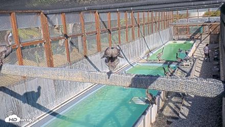 Pelican Aviary Rehabilitation Live Cam - Sep 8, 2026, 4:18pm PDT