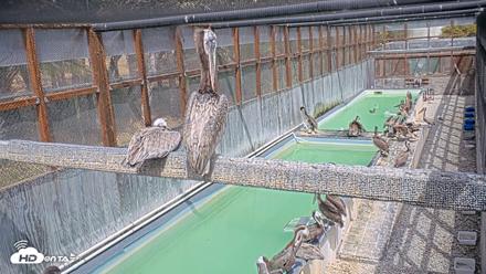 Pelican Aviary Rehabilitation Live Cam - Jul 12, 2026, 3:18pm PDT