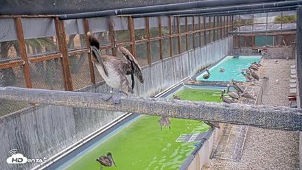 Pelican Aviary Rehabilitation Live Cam - Jul 22, 2026, 7:10am PDT