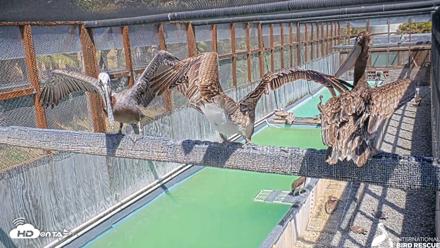 Pelican Aviary Rehabilitation Live Cam - May 5, 2026, 2:54pm PDT