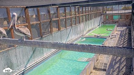 Pelican Aviary Rehabilitation Live Cam - Oct 2, 2026, 10:05am PDT