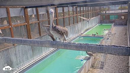 Pelican Aviary Rehabilitation Live Cam - Oct 1, 2026, 9:42am PDT