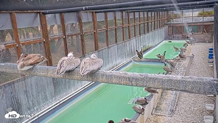 Pelican Aviary Rehabilitation Live Cam - Jul 12, 2026, 1:34pm PDT