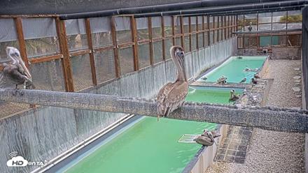 Pelican Aviary Rehabilitation Live Cam - Sep 14, 2026, 11:44am PDT
