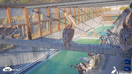 Pelican Aviary Rehabilitation Live Cam - May 2, 2026, 6:09pm PDT