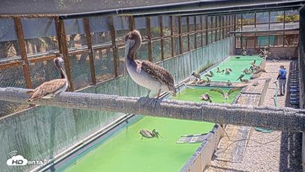 Pelican Aviary Rehabilitation Live Cam - Jul 23, 2026, 12:09pm PDT