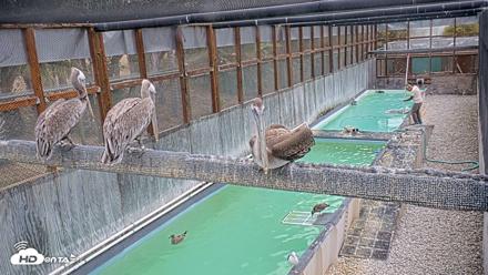 Pelican Aviary Rehabilitation Live Cam - Sep 16, 2026, 9:27am PDT